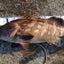 ソルトアングラーのサムネイル