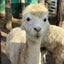 豆モチのサムネイル