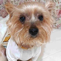 ミツエビチリのプロフィール