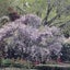 画像 かな　個人の感想を書いていますのユーザープロフィール画像