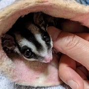 ふうあのおすすめのサムネイル