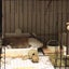 うさぎを愛でる女のサムネイル