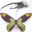 画像 昆虫漂流記のユーザープロフィール画像