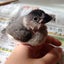 haluのサムネイル