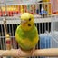 新社会人とペット達の日常(セキセイインコとクロクマハムスター、ベタ)のサムネイル