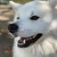 秋田犬凛太郎のサムネイル