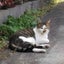 画像 地域猫活動の記録、ヴィーガンのユーザープロフィール画像