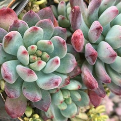 しまのプロフィール