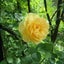 蜂蜜みるくのサムネイル