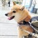 【柴犬の介助犬】介助犬と桃にゃんのブログ