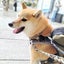 画像 【柴犬の介助犬】介助犬と桃にゃんのブログのユーザープロフィール画像