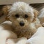 みみかのサムネイル