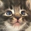 画像 猫と猫の隙間でのユーザープロフィール画像