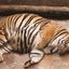 寅のサムネイル