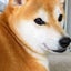 画像 のほほん柴犬ブログのユーザープロフィール画像