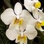 phalaenopsisのサムネイル