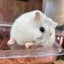 はむをのサムネイル