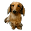 犬子のサムネイル