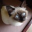 画像 オリガとソーニャの猫々アルバムのユーザープロフィール画像