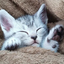 画像 眠り猫のユーザープロフィール画像