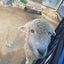 ちぴのサムネイル