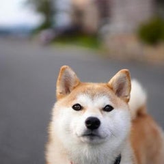 miroのプロフィール