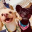 画像 主婦の日常&愛犬ワチャワチャ記録のユーザープロフィール画像