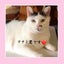 画像 照ママと猫日記のユーザープロフィール画像