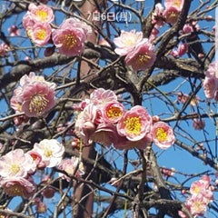 sakanaのプロフィール
