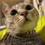 sarahime0414のサムネイル