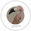 P.tarooのサムネイル
