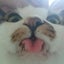 ねこ好き社畜のサムネイル