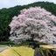 画像 津市美杉町竹原にある淡墨桜のユーザープロフィール画像