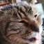 猫を見ればわかることのサムネイル