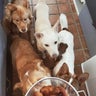 4  dog traveler　犬連れ専用喫茶ボイボイ　youtubeこちら、犬小屋ﾎｳｿｳｷｮｸ のプロフィール