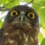 画像 野鳥撮影記録のユーザープロフィール画像
