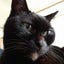 画像 ふわ猫 ✣ 日々の雑記 (⁠◍⁠•⁠ᴗ⁠•⁠◍⁠)⁠のユーザープロフィール画像