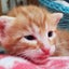画像 保護猫の譲渡会in富ヶ谷 ブログのユーザープロフィール画像
