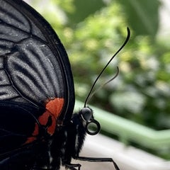 mosamosaのプロフィール