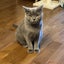画像 灰色猫とまったりな日々のユーザープロフィール画像