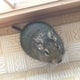 デグーのテンちゃんのおすすめのサムネイル