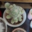 サボちゃんのサムネイル