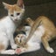 カフェラテ🐈のサムネイル