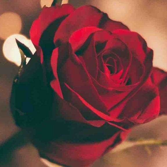 赤薔薇これが本当の誰かを想う気持ちがある演説だ！