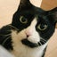 画像 ＊なめこちゃんの猫ブログ♡のユーザープロフィール画像