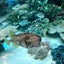 gajbanのサムネイル