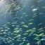 ri-kucyanのサムネイル