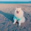 画像 愛犬とNAMIKOの暮らしのユーザープロフィール画像