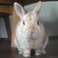 ぴょんのサムネイル