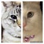 画像 テイタ 僕の生きた証 【腎臓病と共に生きた猫と音楽と家族】のユーザープロフィール画像
